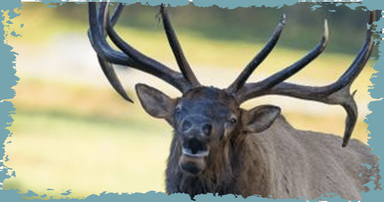 Huge, Hormonal Elk Vents His Annoyance On The Car Of A Visitor At National Park