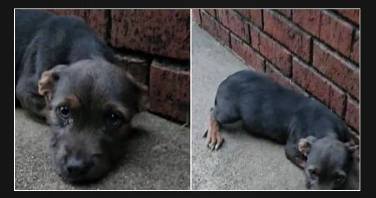 Rescuer Brings Hope to Heartbroken Puppy Abandoned Near a Random House