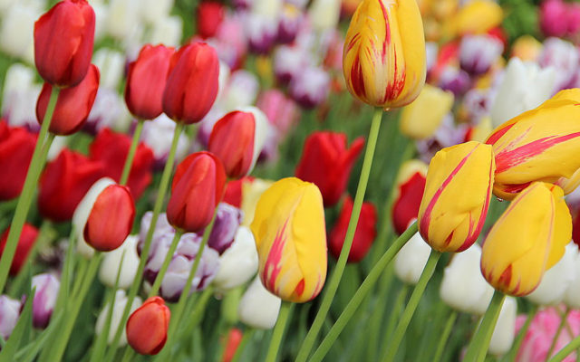 Tulips looking good as annual Pella Festival set to open