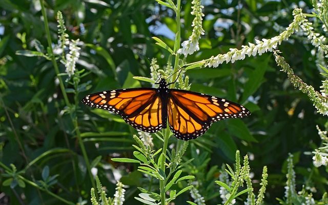 Butterfly survey shows monarch numbers are rebounding