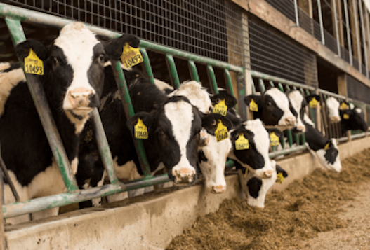 Plan to decrease use of livestock antibiotics seeks green light