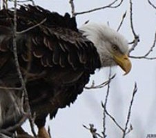 50-fold increase proposed in fine for taking a bald eagle in Iowa