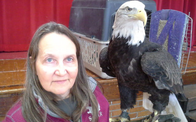 Lead poisoning a concern for Iowa’s bald eagles