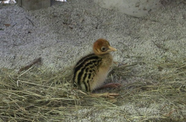 Rare cassowary chick hatches at Blank Park Zoo