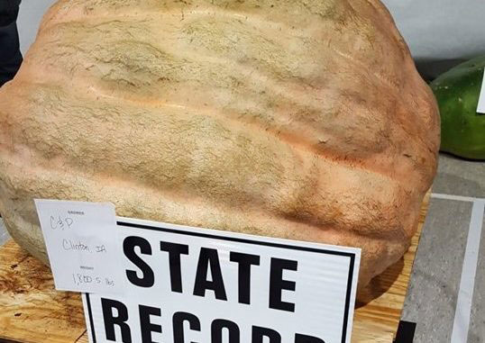 Massive Clinton-grown pumpkin sets new state record