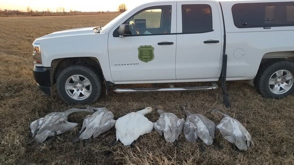 Ankeny man charged for shooting 6 trumpeter swans