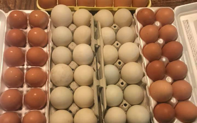 Bird flu impacting egg prices
