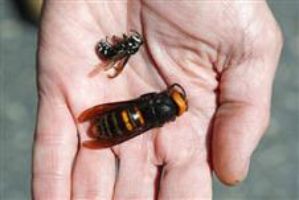 Bug expert: Risk of ‘murder hornets’ reaching Iowa is ‘very slim’