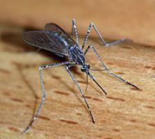 Clear Lake to start spraying for mosquitoes