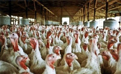 Official: Despite isolated bird flu cases, Iowa turkey supply is safe