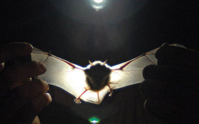 Money approved for acoustic bat monitoring program