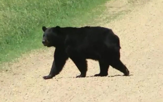 Legislators consider rules for a black bear hunting season