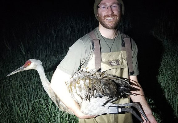 DNR trying to track sandhill cranes as the population grows in Iowa