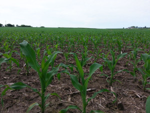 Some wet areas reported, but early growth looks good for crops
