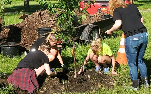 Trees to be planted on Monroe Avenue in Mason City Wednesday