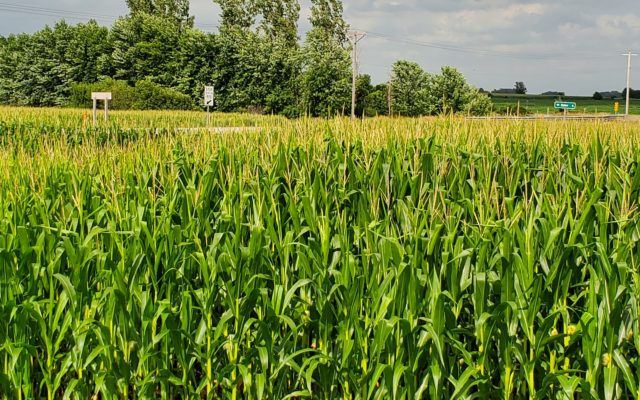 EDF report predicts drop in yield due to climate change
