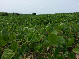 Corn and soybean crops continue making progress