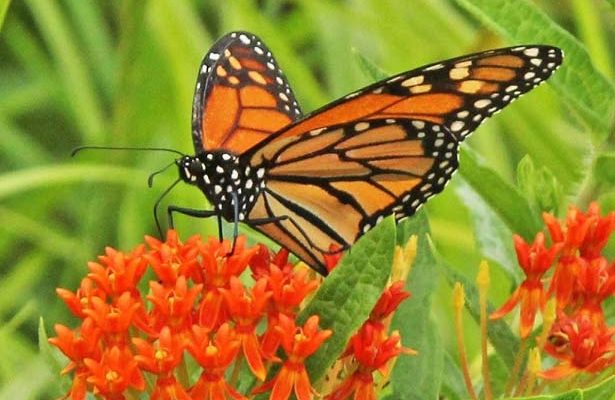 Effort to create habitat for monarchs appears to be working