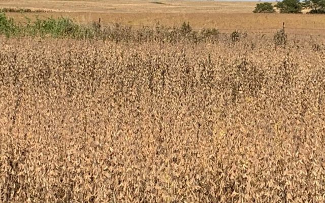Weeds posing harvest problems after dry stretch