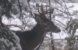 Number of deer taken by hunters increased this year