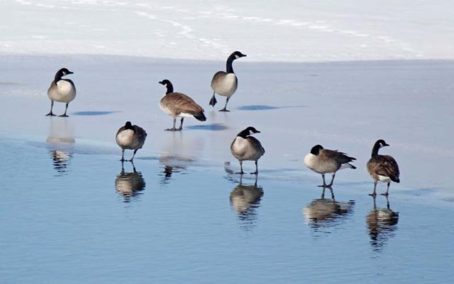 Waterfowl biologist says don’t feed the geese