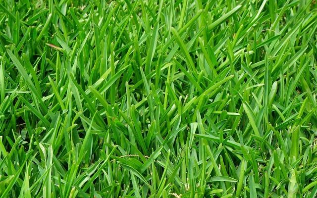ISU turf expert recommends aeration to improve lawn health