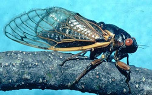 Iowa won’t be part of massive cicada emergence