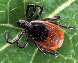 Tick season is becoming a year-round threat in Iowa