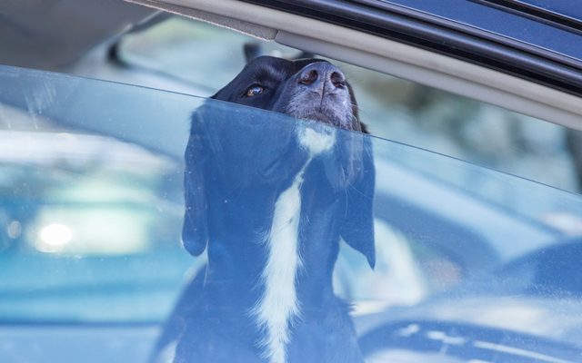 Leaving your dog locked in a hot car brings: Broken window, neglect citation, unhappy pooch