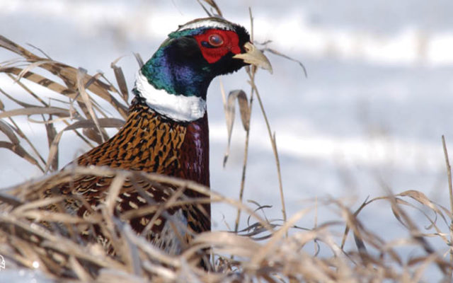 Iowa’s pheasant hunting season opens this weekend & it’ll be busy