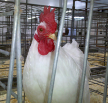 Bird flu cases prompt Iowa to limit movement of live birds