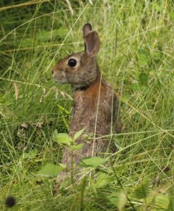 DNR on lookout for fatal disease impacting rabbits