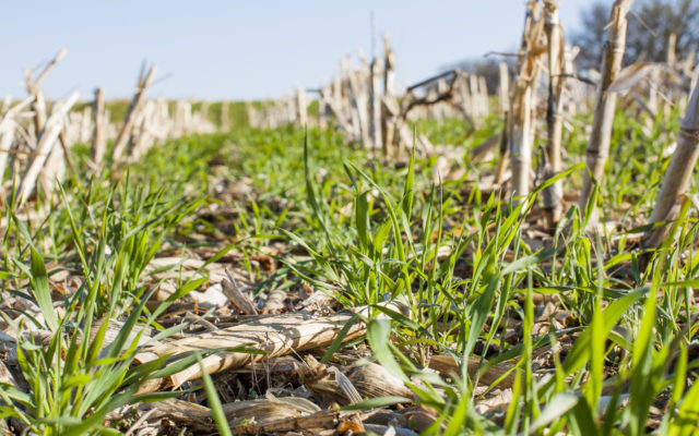 Warm fall weather key to increasing cover crops on Iowa farms