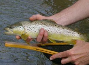 DNR stocking trout this month, including in Mason City pond