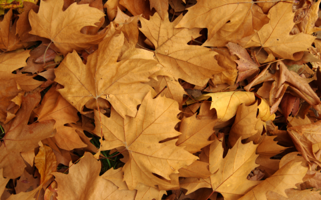 Still have leaf piles? Maybe it’s time to compost instead of bagging