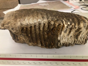 An 11-pound mammoth tooth found in Sheldon