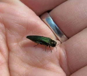 Emerald Ash Borer confirmed in all but eight Iowa counties