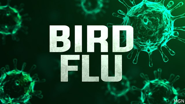 Bird flu confirmed in Dallas County, first case since May