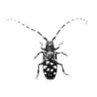 Asian longhorned beetle posing threat to Iowa trees