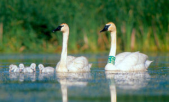 Record number of trumpeter swan nests located in Iowa