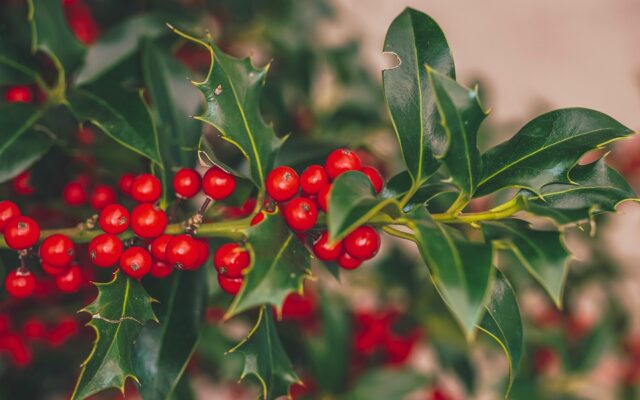 Holly berries and mistletoe may appear festive, but they’re also toxic
