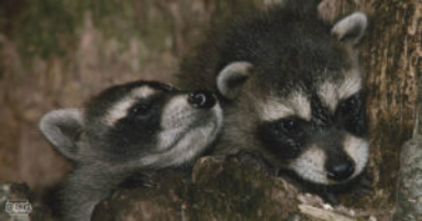 State regulators approve open raccoon trapping season