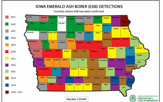 Emerald ash borer now confirmed in 96 of 99 counties
