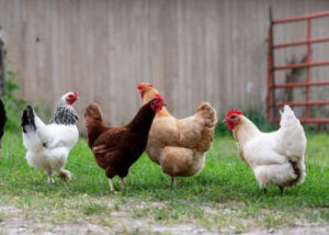 House panel shelves bill about urban chickens
