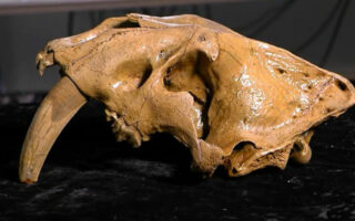 Sabertooth tiger skull first evidence of animal in Iowa