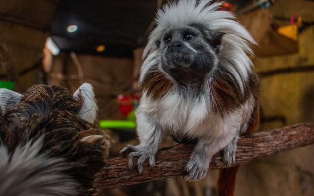 Des Moines zoo now home to rare tamarins