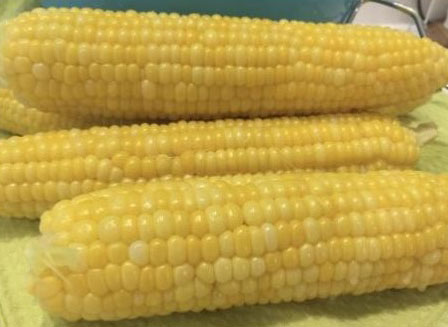 ISU Extension provides tips for growing sweet corn
