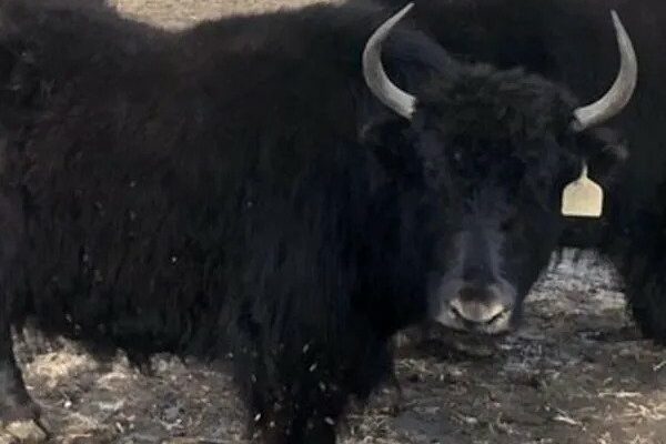 Yak Ranch owner seeks growth potential for yak industry in Iowa