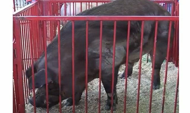 2023 Iowa State Fair Big Boar weighs 1,012 pounds