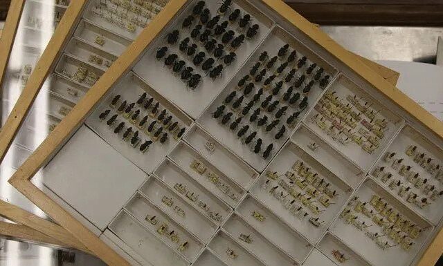 Insect collection from former Iowa Wesleyan University lands in Iowa City